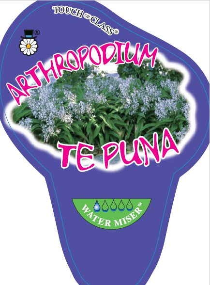 Label for an Arthropodium 'Te Puna' Rock Lily 6" Pot plant, featuring an image of the Rock Lily with purple leaves and small white flowers. The label highlights "Water Miser.