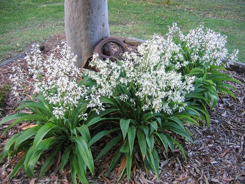Three bunches of Arthropodium 'Te Puna' Rock Lily 6" Pot plants with long green leaves grow around the base of a tree in a mulched garden bed, with a rusty metal wheel partially visible in the background.