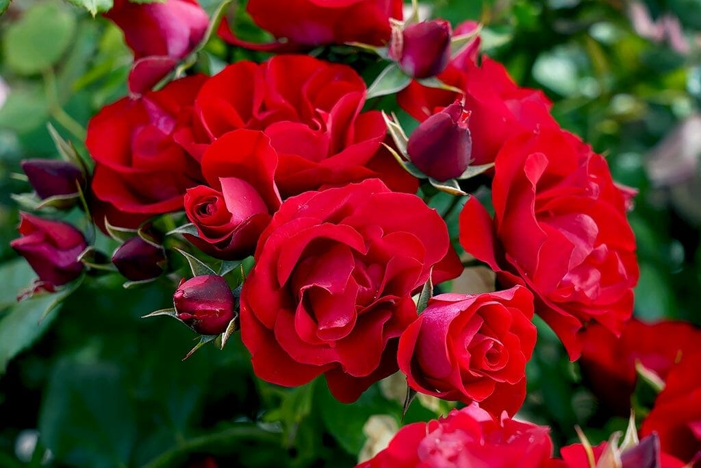 Close-up of a cluster of vibrant red Rose 'Black Forest®' 2ft Standard in full bloom, reminiscent of the rich beauty found in the Black Forest, with dark green leaves and unopened buds in the background.