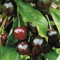 Close-up of a cluster of dark red Prunus 'Black Boy' Cherry 10" Pot hanging on a branch, surrounded by green leaves.