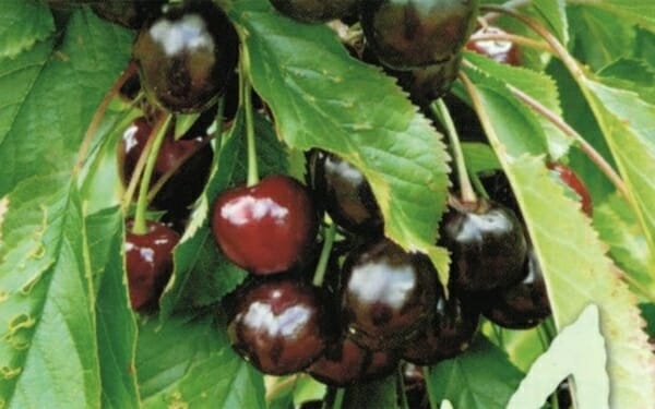 Close-up of a cluster of dark red Prunus 'Black Boy' Cherry 10" Pot hanging on a branch, surrounded by green leaves.