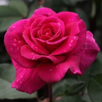 Close-up of a vibrant pink Rose 'Blackberry Nip' 3ft Standard, with water droplets on its petals, surrounded by green leaves.