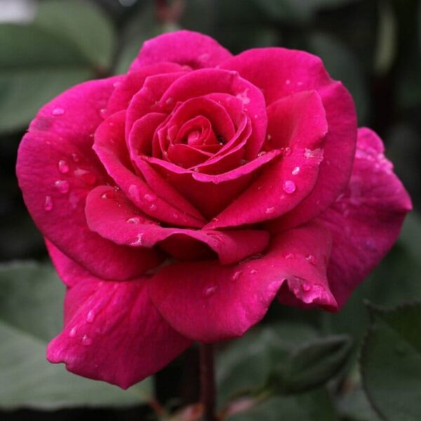 Close-up of a vibrant pink Rose 'Blackberry Nip' 3ft Standard, with water droplets on its petals, surrounded by green leaves.