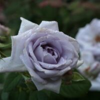 Close-up of a blooming 'Blue Bijou' Rose Bush Form with water droplets on its petals. The background features blurred similar flowers and green foliage, showcasing the bush form in all its elegance.