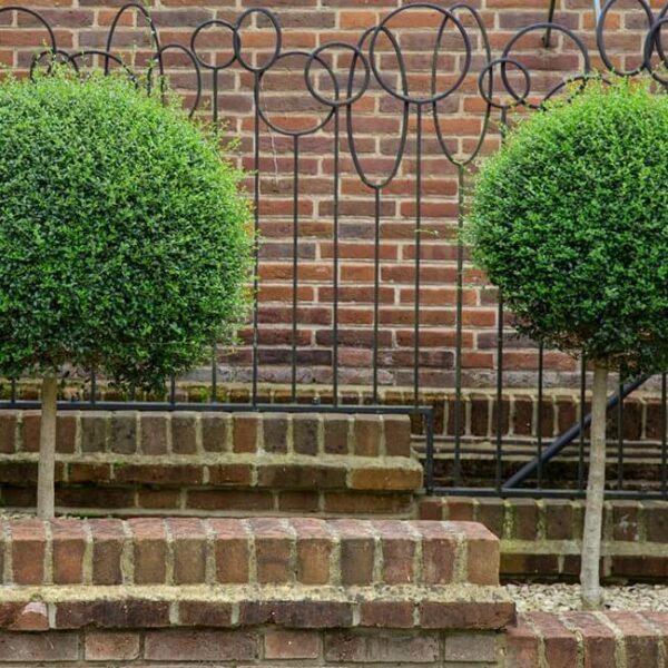 Two round Buxus 'English Box' (Standard) shrubs in 20" pots are placed on tiered brick steps in front of a brick wall and a decorative metal fence.