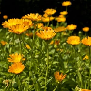 A field of bright yellow daisies with green stems and leaves, lit by sunlight, reminiscent of the vibrant hues found in a Calendula 'Orange Salad' 4" Pot.
