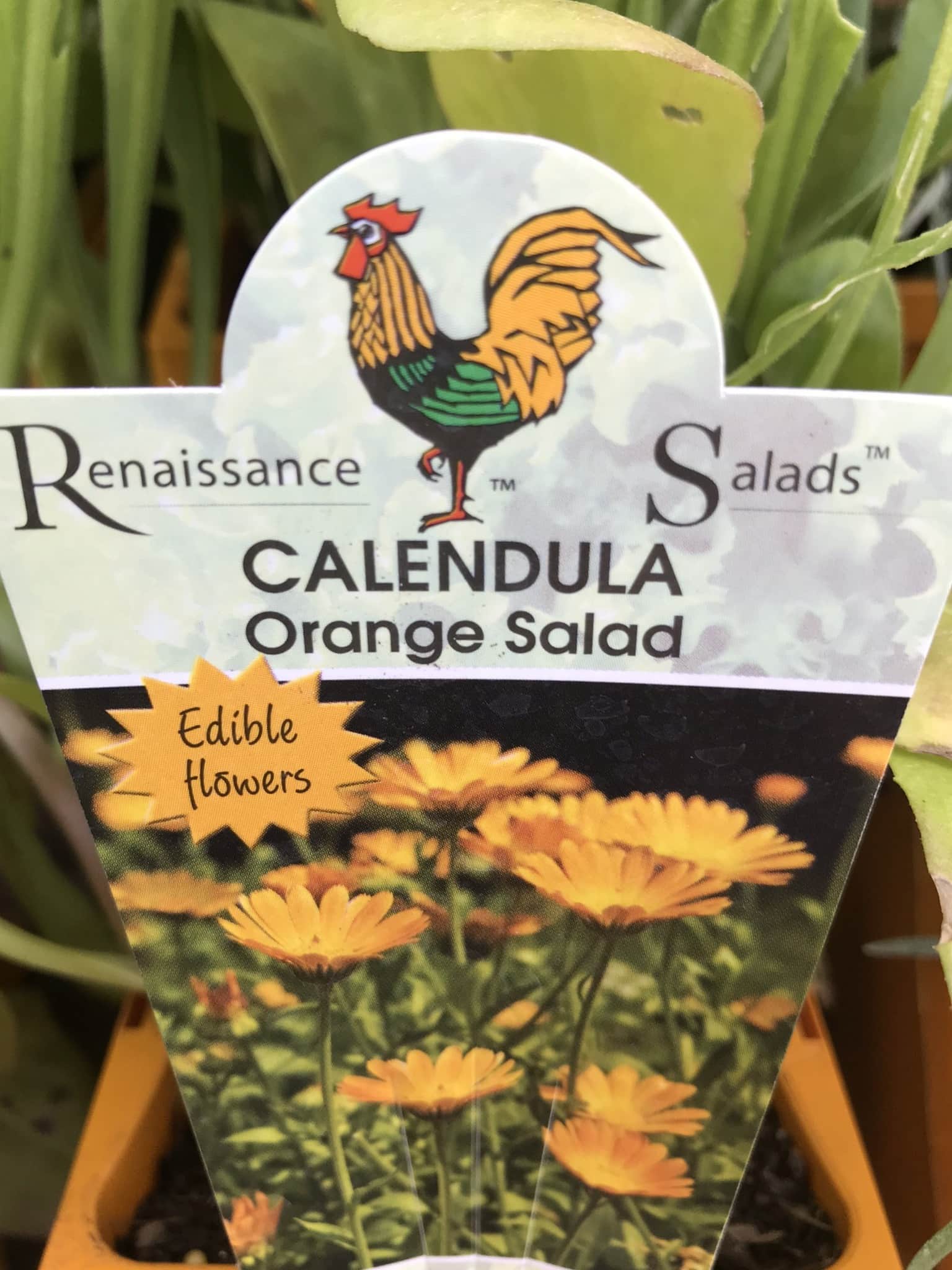 Seed packet for Calendula 'Orange Salad' 4" Pot, featuring a picture of yellow-orange flowers in a 4" pot and text indicating the flowers are edible.