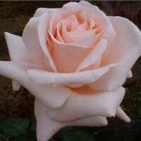 A close-up image of a single Rose 'Carla' 2ft Standard in full bloom against a dark background.