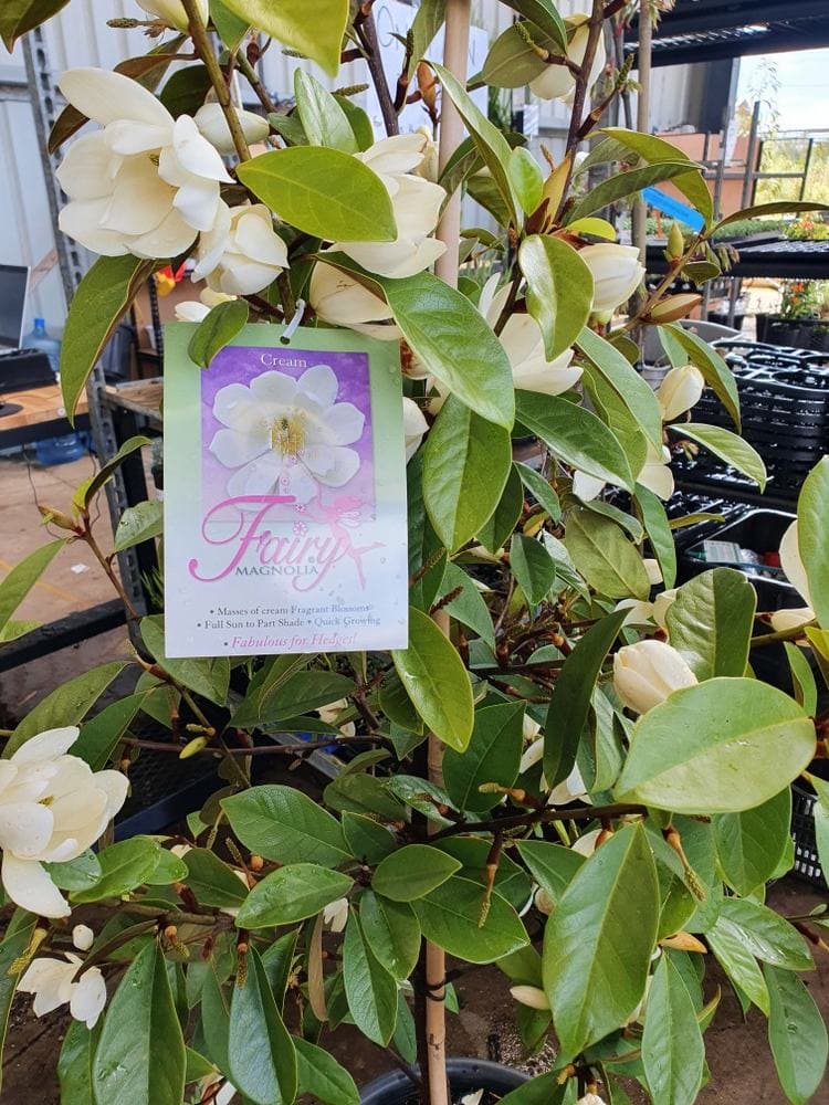 A plant featuring green leaves and large white flowers is displayed in a nursery. A tag on one stem reads "Magnolia 'Cream Fairy' PBR," with an accompanying picture of the flower and information about the plant. The Magnolia is potted in a 16" pot.