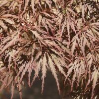 Close-up of the leaves of an Acer 'Crimson Wave' Japanese Maple 12" Pot, showcasing their delicate, serrated edges and crimson wave-like coloration.