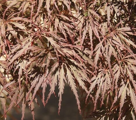 Close-up of the leaves of an Acer 'Crimson Wave' Japanese Maple 12" Pot, showcasing their delicate, serrated edges and crimson wave-like coloration.