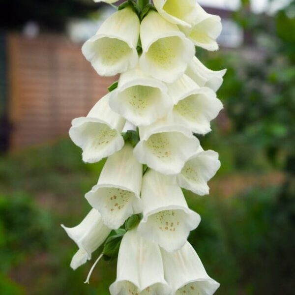 A tall stalk of Digitalis, or white foxgloves, with bell-shaped blossoms arranged in a vertical cluster, stands against a blurred garden background. Now available as Digitalis 'White Foxgloves' 3'' Pot.
