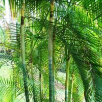Tall, green, bamboo-like Dypsis 'Sugar Cane Palm' 12'' Pot with long, narrow leaves grow densely in an outdoor garden with visible grass and Dypsis plants in the background.