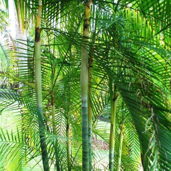 Tall, green, bamboo-like Dypsis 'Sugar Cane Palm' 12'' Pot with long, narrow leaves grow densely in an outdoor garden with visible grass and Dypsis plants in the background.