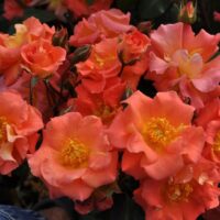 A cluster of vibrant Rose 'Firecracker' 2ft Standard in full bloom, their orange and pink petals with yellow centers glowing brilliantly, surrounded by lush green foliage.