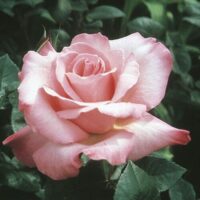 A light pink Rose 'First Prize' in full bloom, surrounded by dark green foliage.