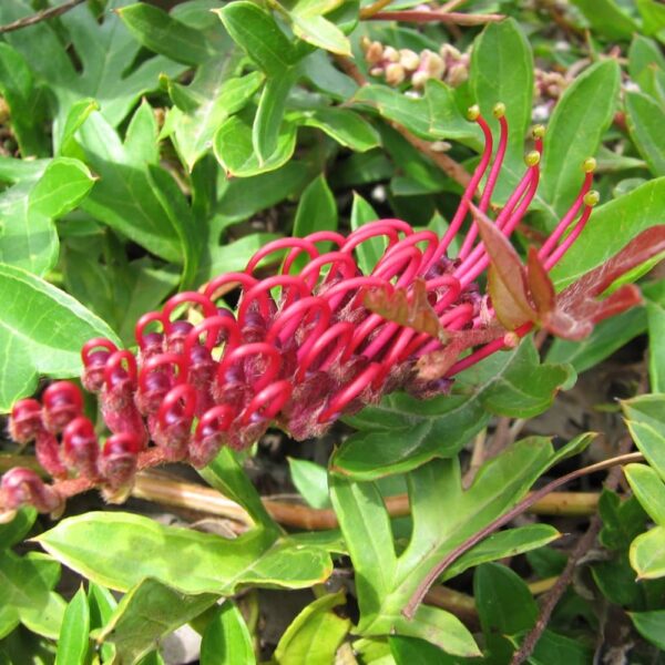 Close-up of vibrant red tubular flowers on a Grevillea 'GaudiChaudii' 8" Pot, surrounded by green leaves.
