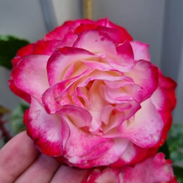 A close-up of a hand holding Rose 'Fire and Ice', displaying its pink and white petals edged with red against a blurred background.