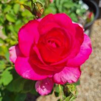 A close-up of the vivid Rose 'Parole' in full bloom among lush green foliage, set against a softly blurred background.