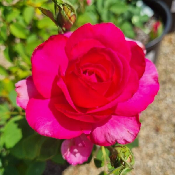 A close-up of the vivid Rose 'Parole' in full bloom among lush green foliage, set against a softly blurred background.