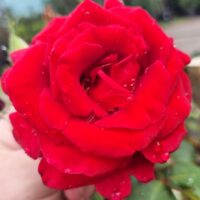 A hand holds a Rose 'Firefighter®' 3ft Standard with water droplets on its vibrant petals. Blurred green foliage and a road are visible in the background.