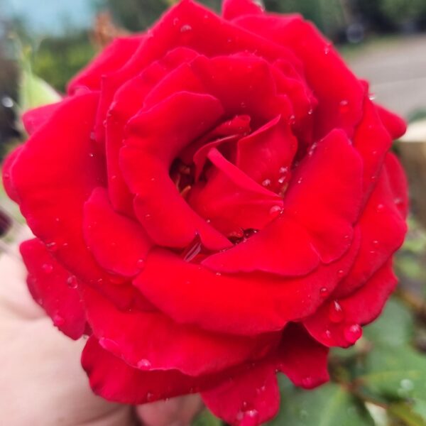 A hand holds a Rose 'Firefighter®' 3ft Standard with water droplets on its vibrant petals. Blurred green foliage and a road are visible in the background.