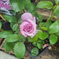 A Rose 'Neptune' Bush Form with light purple blooms grows in a black plastic pot, its green leaves arranged on a wooden surface.