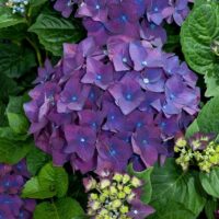 Close-up of a cluster of deep purple Hydrangea macrophylla 'Deep Purple' 6" Pot flowers, surrounded by green leaves and a few partially blooming buds.