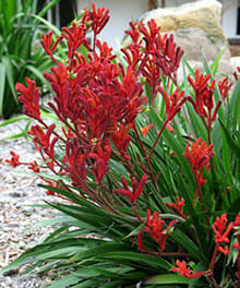 A plant with tall, slender green leaves and numerous red, tubular flowers grows outdoors near rocks and other greenery. Commonly known as Anigozanthos 'Bush Inferno™' Kangaroo Paw 6" Pot, it can also be started from a 6" pot for easy gardening.