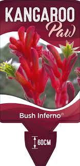 Label for a plant variety called "Anigozanthos 'Bush Inferno™' Kangaroo Paw 6" Pot" with red flowers. Anigozanthos, known commonly as Kangaroo Paw, grows up to 60cm tall.