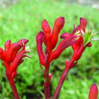 Close-up of vibrant red Anigozanthos 'Bush Inferno™' Kangaroo Paw 6" Pot flowers, against a green blurred background.