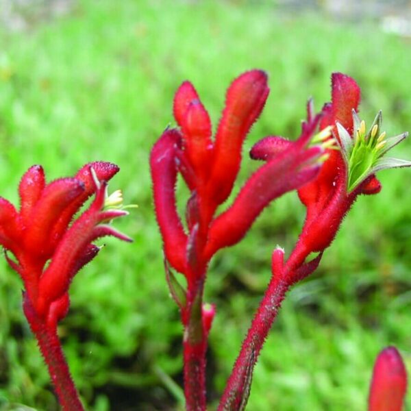 Close-up of vibrant red Anigozanthos 'Bush Inferno™' Kangaroo Paw 6" Pot flowers, against a green blurred background.