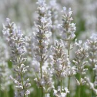 Close-up image of Lavandula flowers with light purple blooms in a field. The background is filled with more Lavandula 'Ellagance Ice' Lavender 4" Pot plants, slightly blurred.