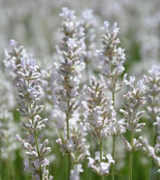 Close-up image of Lavandula flowers with light purple blooms in a field. The background is filled with more Lavandula 'Ellagance Ice' Lavender 4" Pot plants, slightly blurred.