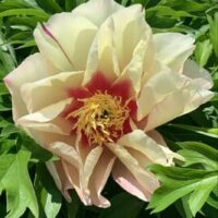 The Paeonia 'Lemon Dream' Peony Rose in a 10" pot features delicate pale pink, ruffled blooms with vibrant yellow centers, surrounded by lush green foliage.