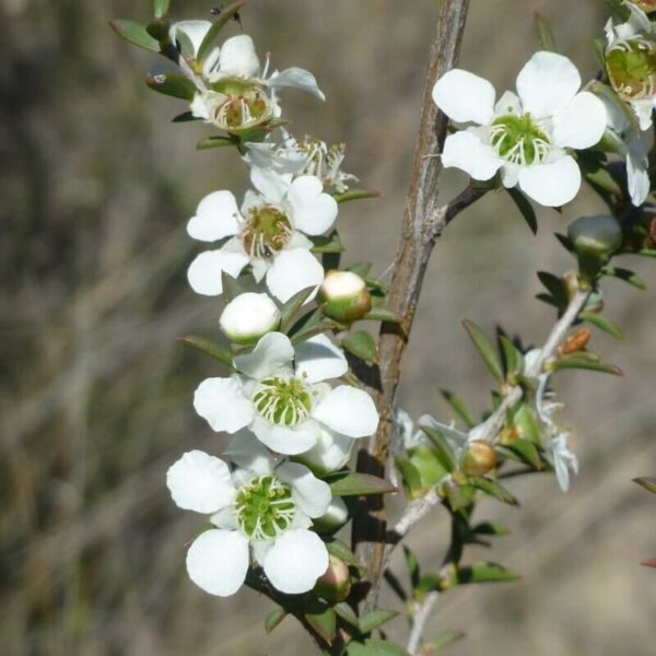 Close-up of branches of a Leptospermum continentale 'Prickly Tea Tree' 6" Pot with small white flowers and green centers, accompanied by buds and narrow green leaves on a blurred outdoor background.