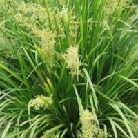 The Lomandra 'Katies Bells™,' available in a 6" pot, features dense green ornamental grass with tall, thin blades and clusters of small light yellow flowers, perfect for adding natural beauty to any space.