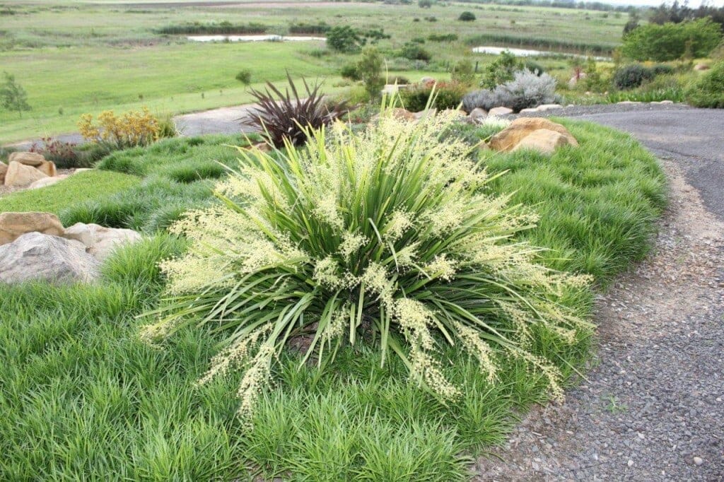 A Lomandra 'Katies Bells™' plant in a 6" pot with delicate flowers is positioned beside a gravel path in a landscaped garden, offering a serene view of a grassy field and pond.