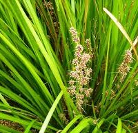 Close-up of a Lomandra 'Little Lime' green leafy plant in a 6" pot, adorned with clusters of small purple flowers.