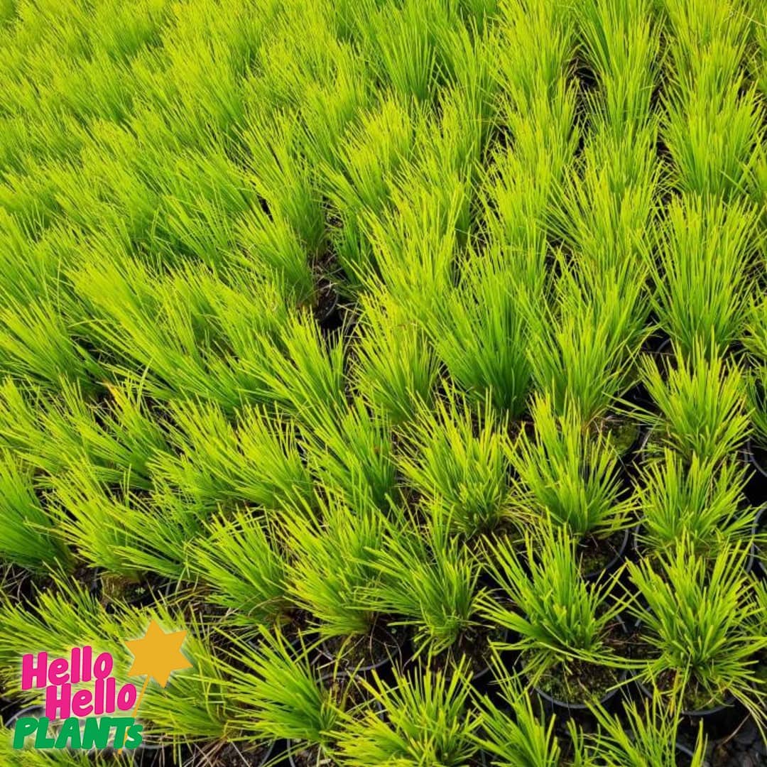 Lomandra 'Little Lime' - Image 3
