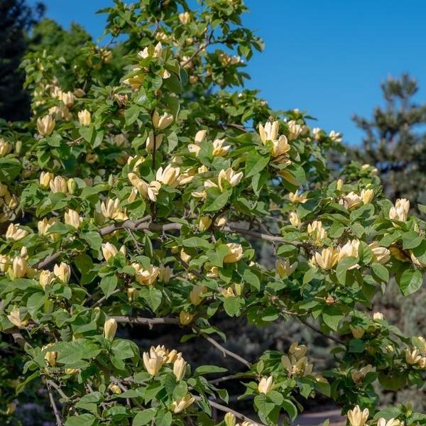 A small Magnolia 'Gold Star' with yellow magnolia flowers in bloom against a vibrant blue sky, surrounded by greenery.