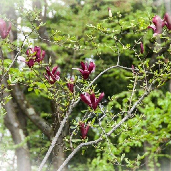A Magnolia 'Genie' 10" Pot with young green leaves and several blossoming dark pink flowers thrives in a forested area.
