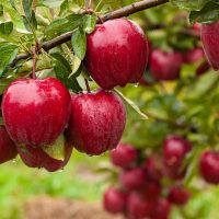 Malus 'Lady Williams' Apple