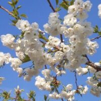 Close-up of a tree branch covered in white cherry blossoms from a Prunus 'Mount Fuji' Weeping Cherry 1.8m 24" Pot, standing gracefully against a clear blue sky.