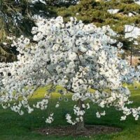 A white dogwood tree in full bloom stands on a grassy lawn with evergreen trees in the background, accompanied by the elegant presence of a Prunus 'Mount Fuji' Weeping Cherry 1.8m 24" Pot.