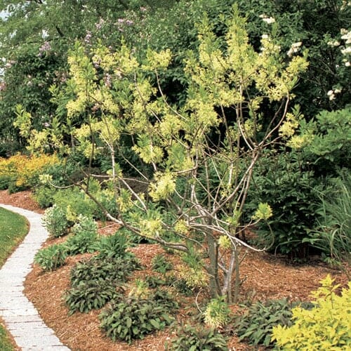 A small tree with light green leaves grows next to a garden bed mulched with Debco Designer Mulch Natural 40L, surrounded by various plants and a paved pathway.