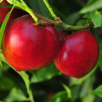 Two ripe red nectarines hang from a Prunus 'Nectared' Nectarine 10" Pot branch surrounded by green leaves.