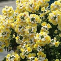 A cluster of yellow and white Nemesia 'Coconut Ice' 6" Pot flowers in full bloom with green foliage, set against a blurred outdoor background.