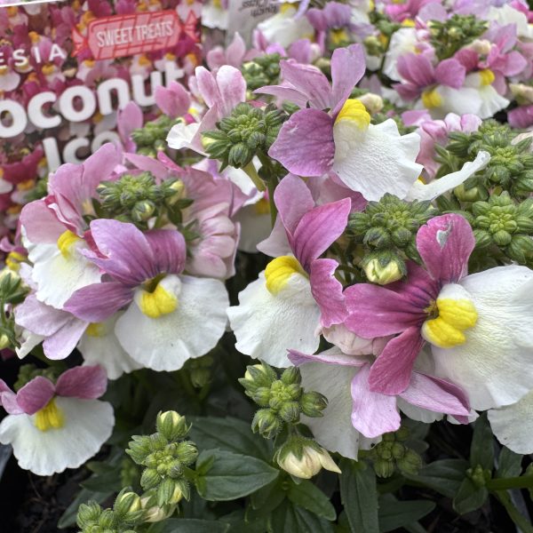 Close-up of Nemesia 'Bumbleberry' flowers in a 15cm pot, featuring white and pink petals with yellow centres, surrounded by green leaves and buds. Plant label is visible in the background.