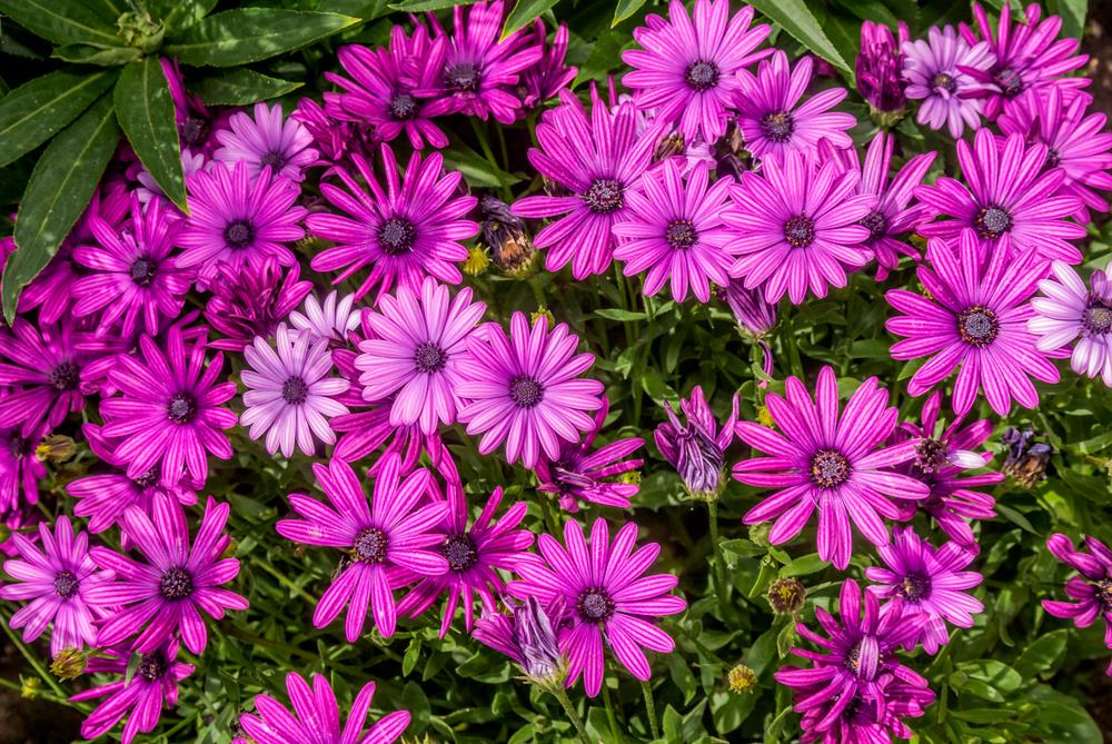 Osteospermum 'Akila Purple' African Daisy 4" Pot